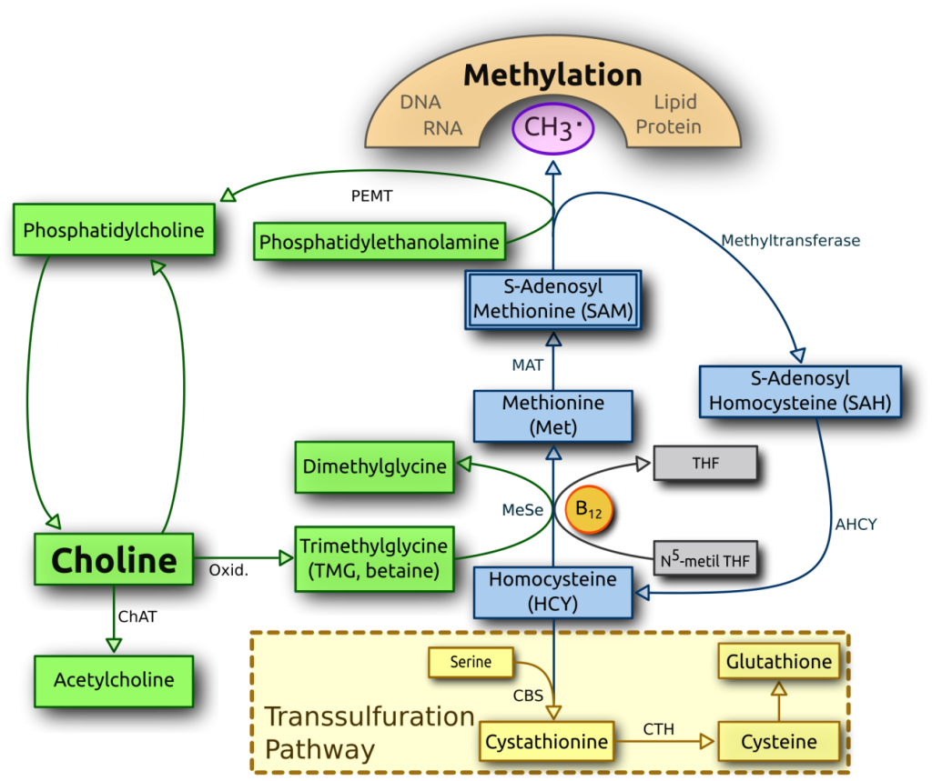2000px-Choline_metabolism-en.svg