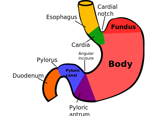 600px-Regions_of_stomach.svg