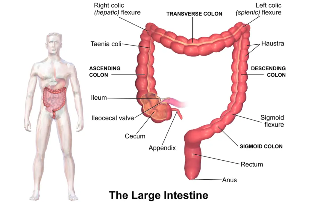 Blausen_0604_LargeIntestine2