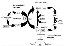 Homocysteine-Metabolic-Pathways-Figure_2-big1
