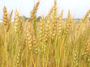wheat-production_0-300x2251