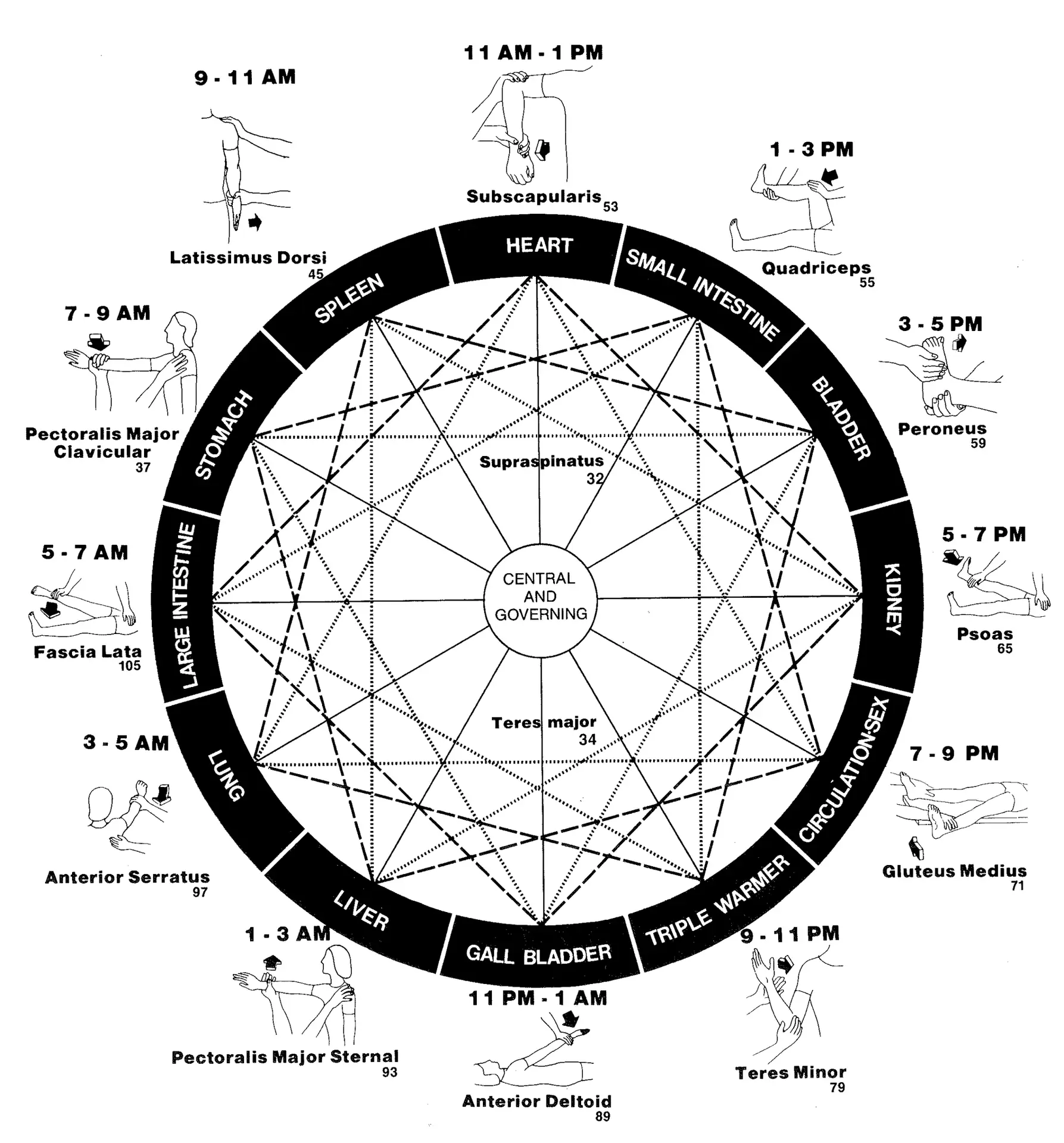Traditional Chinese Medicine 24-Hour Organ Clock diagram showing energy flow through organs