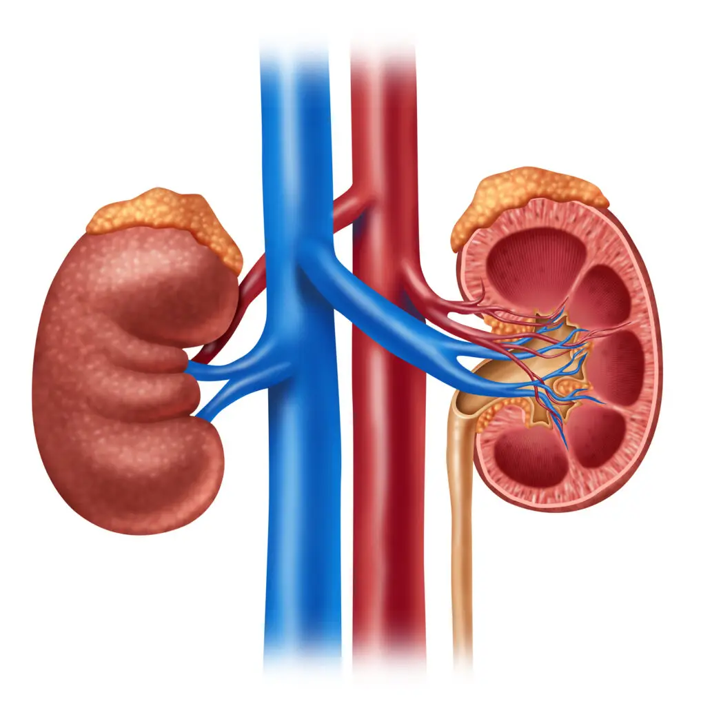 Adrenal Glands on top of the Kidneys