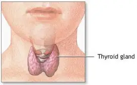 Thyroid