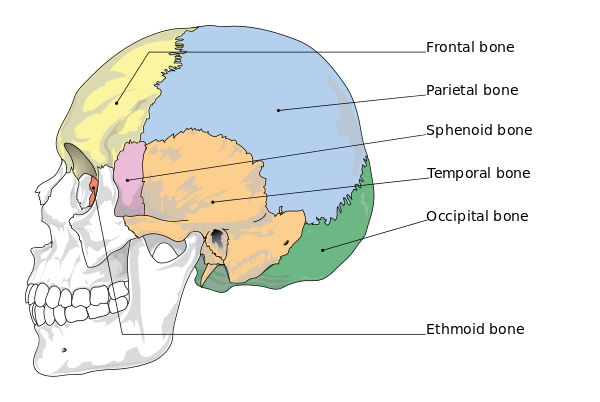 600px Cranial bones en.svg